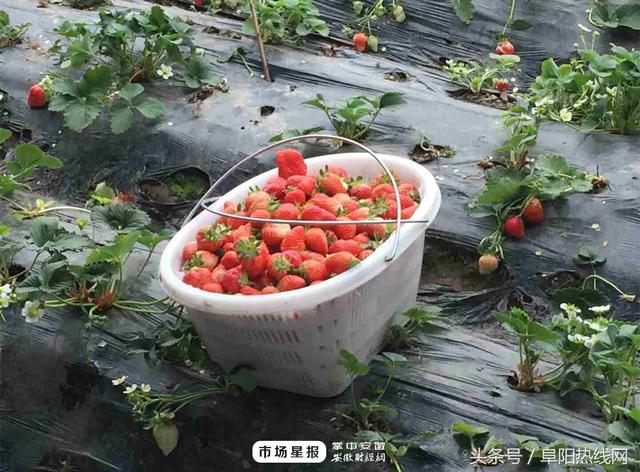 阜阳第二届草莓文化节将于3月下旬举办