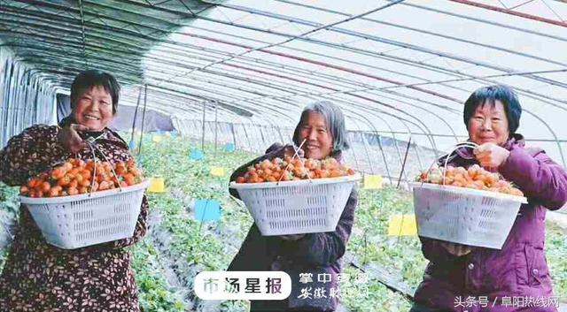 阜阳第二届草莓文化节将于3月下旬举办