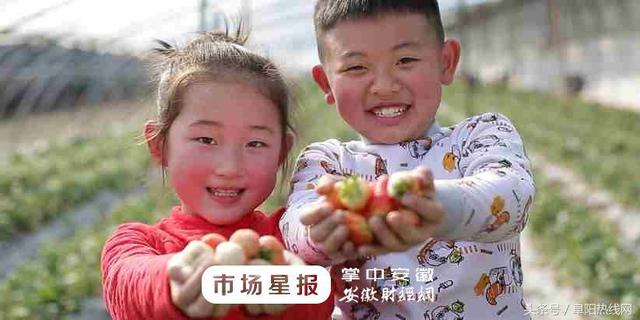 阜阳第二届草莓文化节将于3月下旬举办