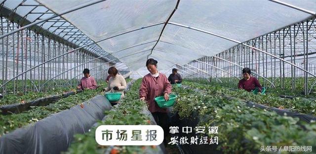 阜阳第二届草莓文化节将于3月下旬举办