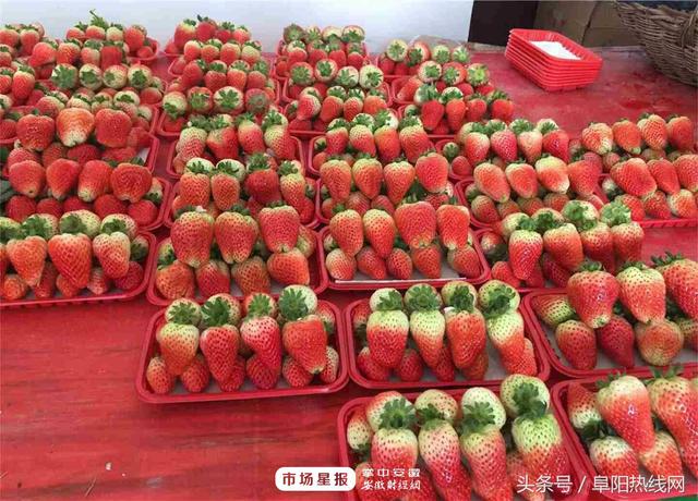 阜阳第二届草莓文化节将于3月下旬举办