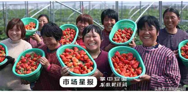 阜阳第二届草莓文化节将于3月下旬举办