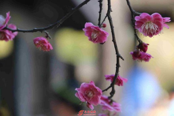 三月踏春赏花 阜阳梅园幽香醉游人