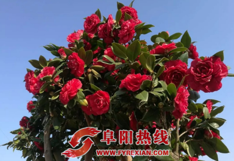 3月24日，阜阳首届“茶花节” 盛大开幕