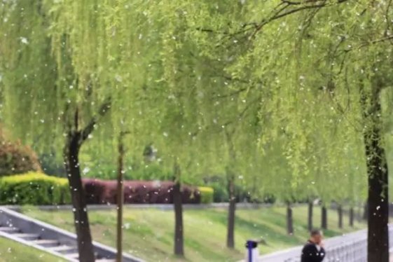 好消息：未来，咱阜阳的杨絮会越来越少！