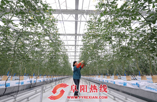 阜阳启动国家现代农业 产业园创建工作