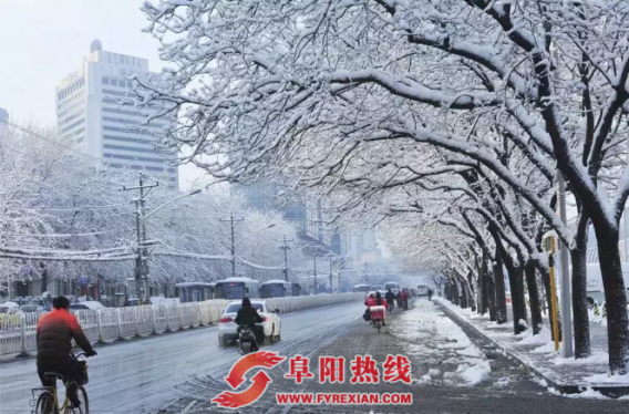 阜阳市发布“紧急行动 除雪护树”的倡议