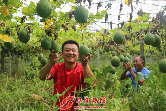 临泉县土陂乡青年农民李高峰返乡创业惠乡邻