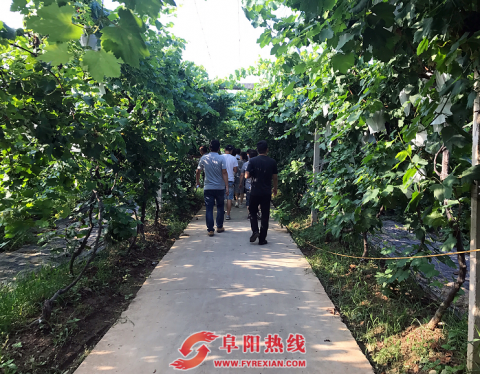 阜阳生态园葡萄·瓜果采摘节开幕，让你一次吃个够！