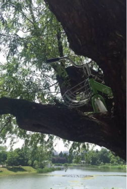 阜阳的共享单车又上树了