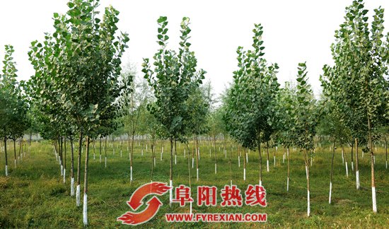 临泉春季植树造林全面实施  对连片造林基地奖补