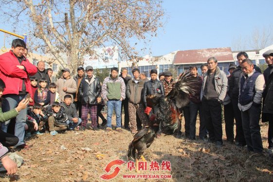 豫皖两省50余名斗鸡爱好者齐聚界首 斗鸡比赛闹元宵