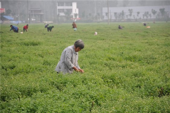 一年一度秋风劲 阜阳的乡村旅游正当时