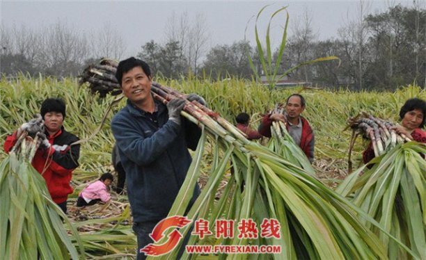 绿色产业促增收