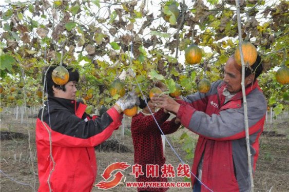 订单瓜蒌喜获丰收