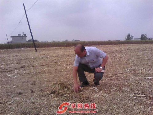 界首市顾集镇秋收进入高潮