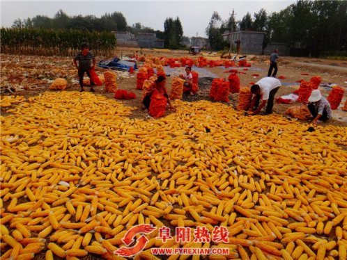 芦村玉米喜获丰收