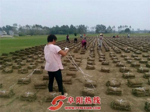 界首市舒庄镇调整农业产业结构见成效