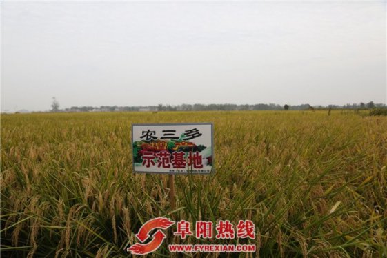 新型植物生长剂“农三多”在颍上推广 农民反映良好