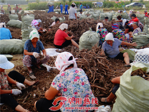 芦村千亩白芍喜获丰收