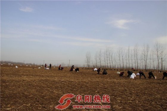 阜南：流转土地发展适应性农业促农增收