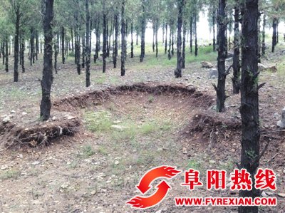 村委会非法卖地“成瘾”，大好山林成墓园