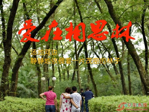 爱在相思林--作者：王东军