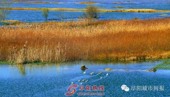 踏青赏梅挖野菜品河鲜，阜阳这些好玩地方你都去过么？