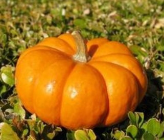 南瓜维生素E含量高 养颜美容增强免疫力